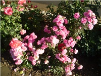 011f70ae-Picture 4511.jpg